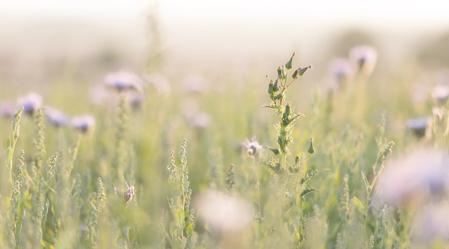 Un pré de fleurs sauvages à contre-jour, au lever du soleil